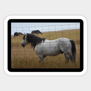 Grey Wild Horse Sticker